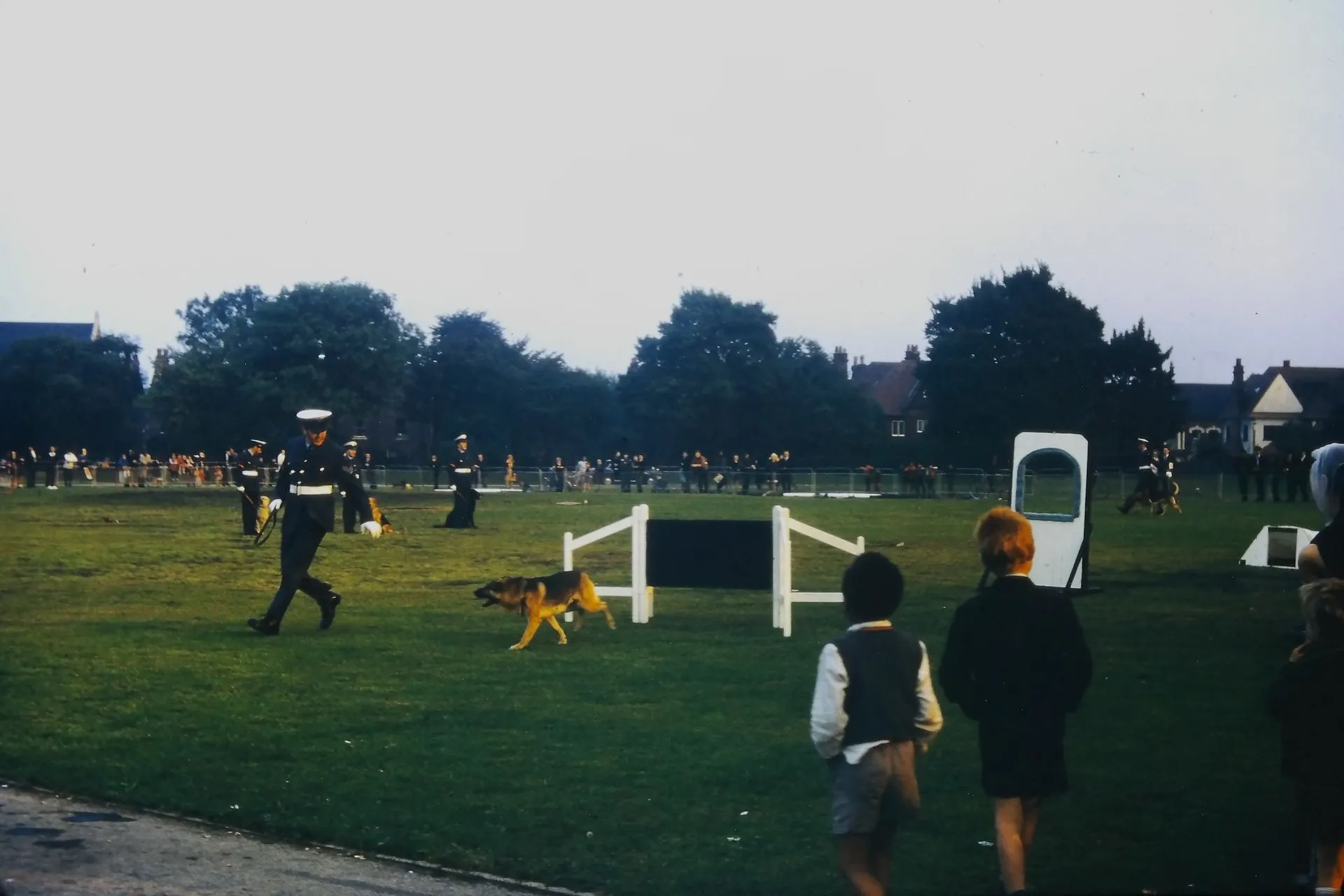 Dogs